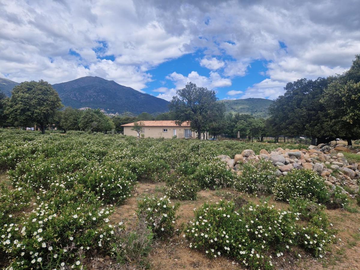 Domaine U Filanciu - Casa Chiara - Centru Di Corsica Villa Moltifao ภายนอก รูปภาพ